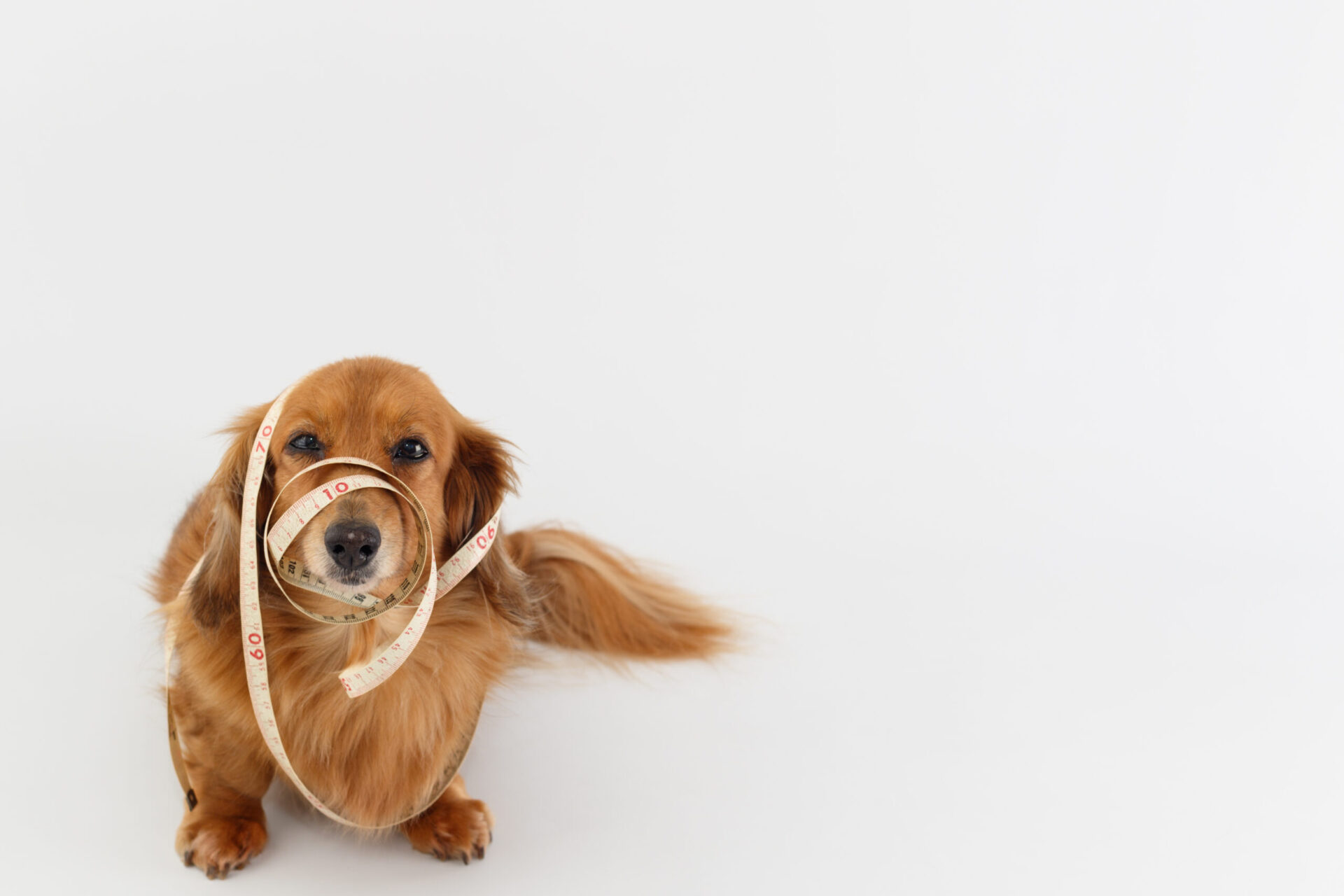 メジャーが絡まった犬