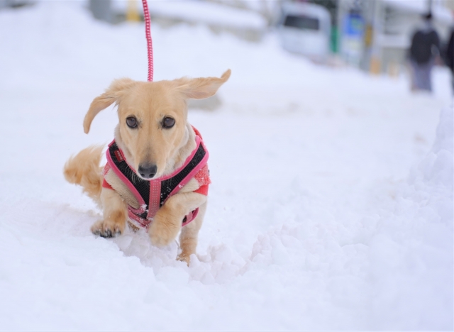 寒さ対策をして散歩する犬