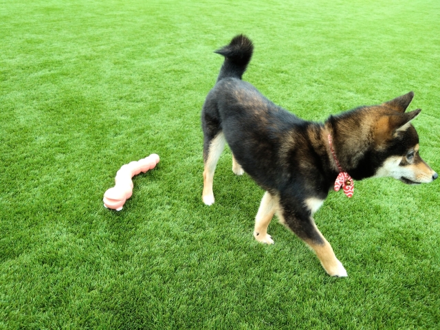 犬がおもちゃで遊ばない！興味を持たない理由や遊び方の工夫を紹介