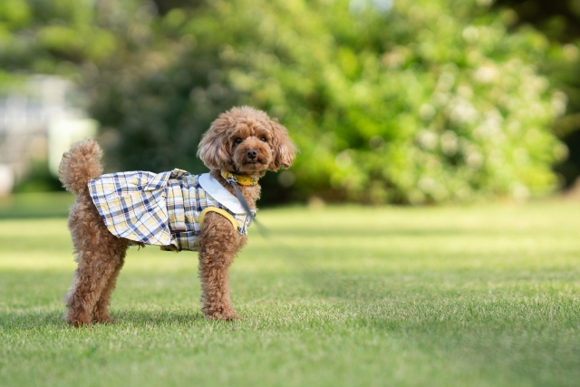 夏の犬の散歩は暑さ対策が重要！ポイントや熱中症対策グッズも紹介