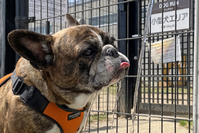 犬のお出かけマナーとは？持ち物やお出かけ先別に注意点も解説