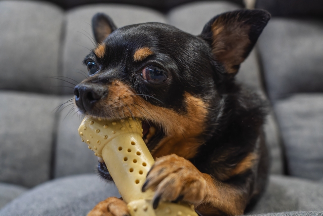 犬がおもちゃをすぐに壊す様子