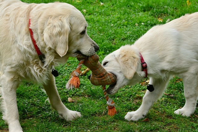 愛犬が留守番中にイタズラをするのはなぜ？イタズラを防ぐための方法