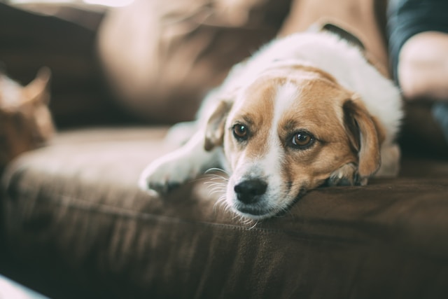 子犬が留守番を始められるのはいつから？タイミングと準備のポイント